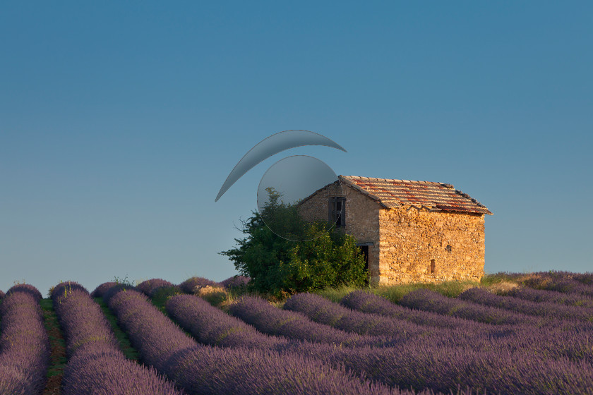 Plateau de Valensole, Valensole Provence France-0167 
 An early morning photograph taken just after sunrise near Valensole in Provence, France. Multiple neat rows of lavender run in lines towards an abandoned old barn which is being overgrown by trees. The soft light of the sun plays on the stone of the barn while the sky is blue and cloudless. 
 Keywords: Lavender fields Alba Landscapes, Old Barn Valensole France